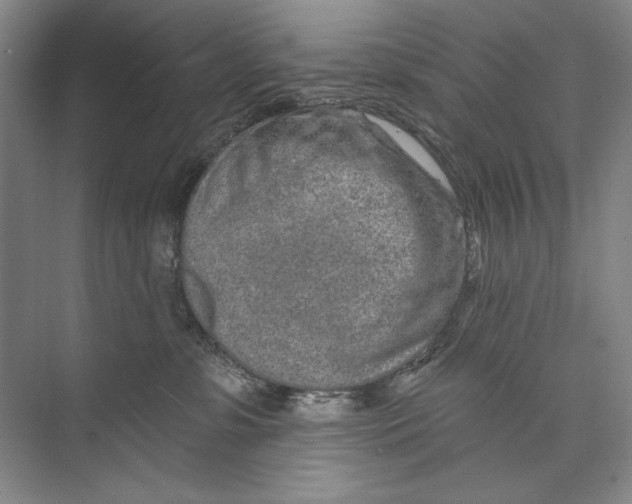 X0000074280331200609222250