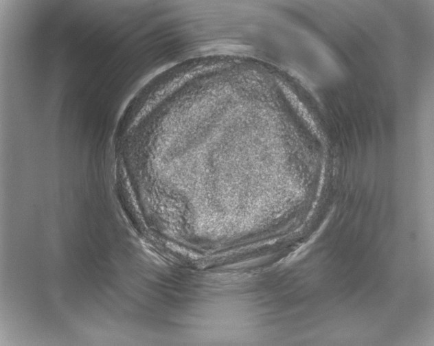 X0000074281117200609222236