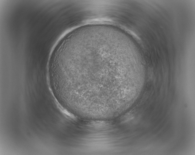 X0000074281470200609222230