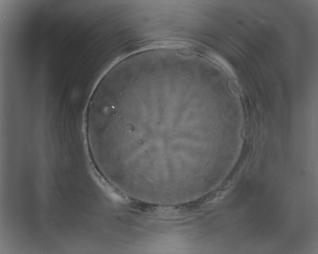 X0000074290907200608251341