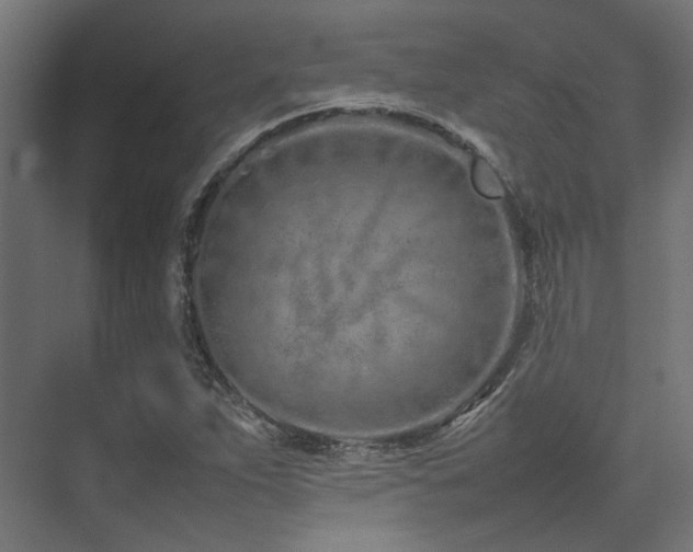 X0000074291263200608251335