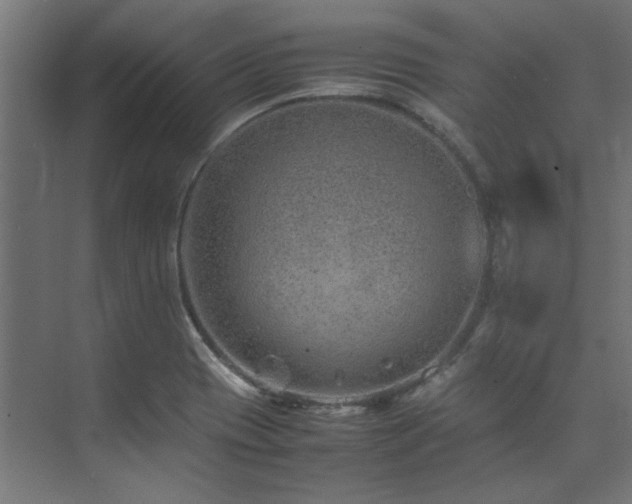 X0000074291417200608251332