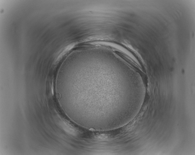 X0000074290062200609011417