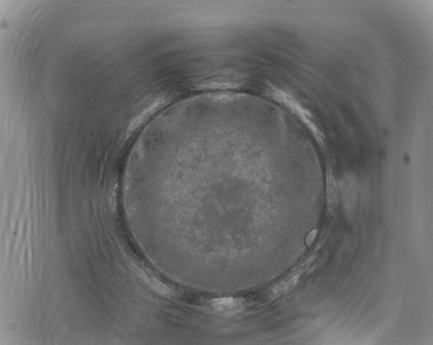 X0000074290153200609011416