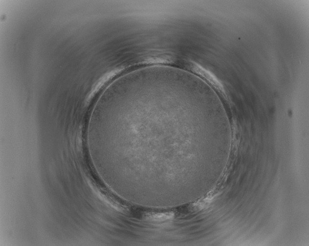 X0000074290155200609011416