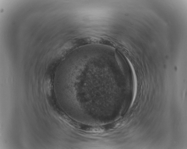 X0000074290223200609011415