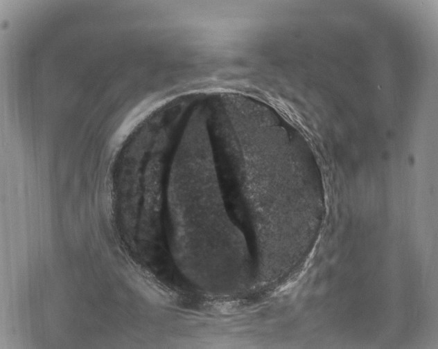 X0000074290295200609011414