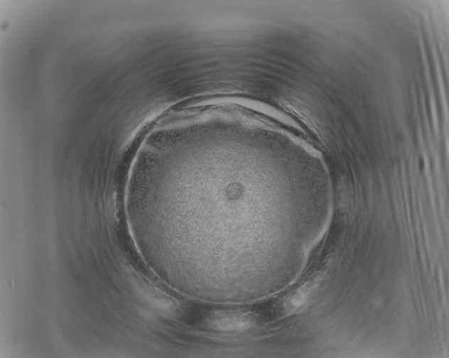 X0000074290351200609011413