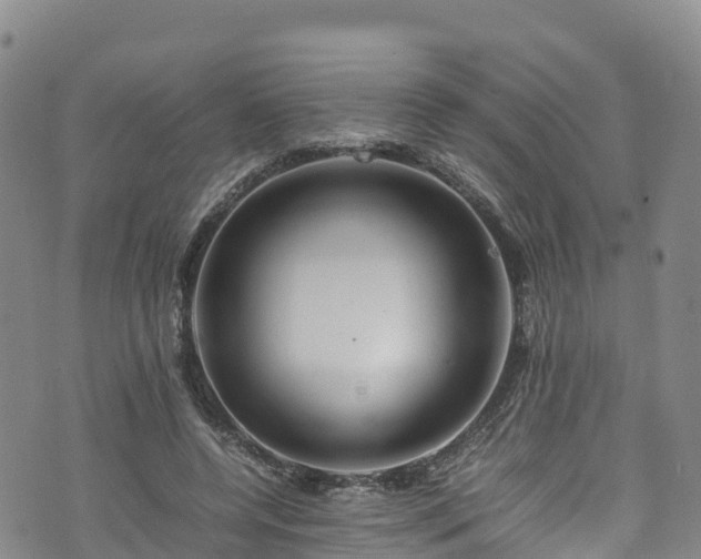 X0000074290544200609011409