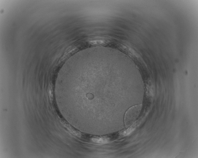 X0000074290561200609011410