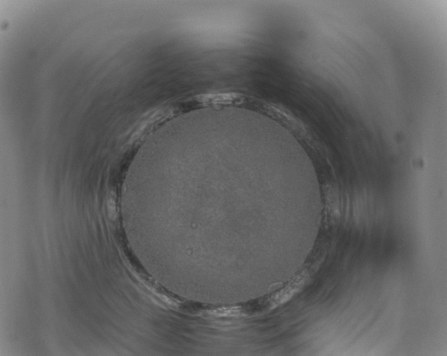 X0000074290761200609011407