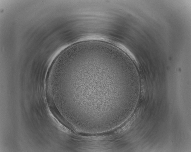 X0000074290996200609011402