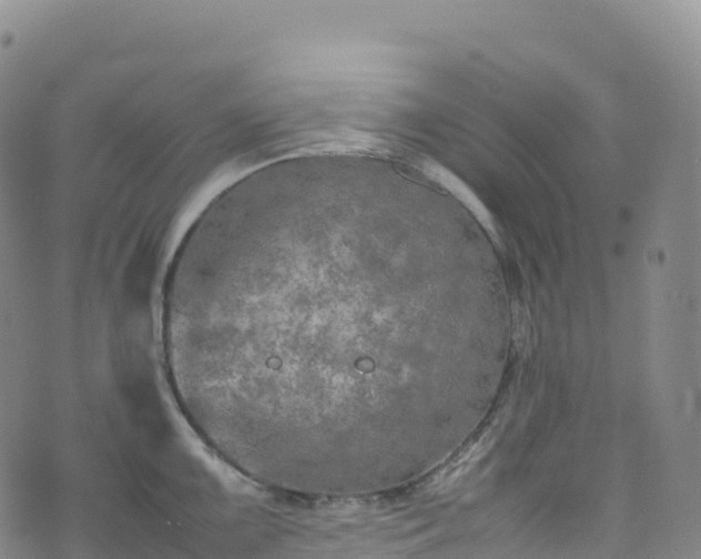 X0000074291099200609011401