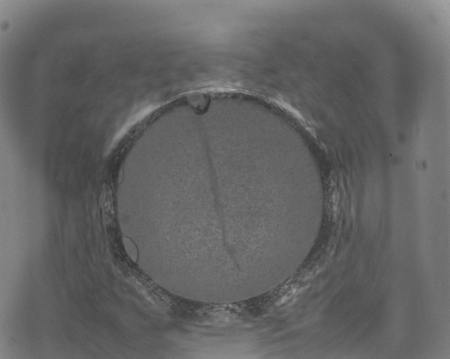 X0000074291255200609011358