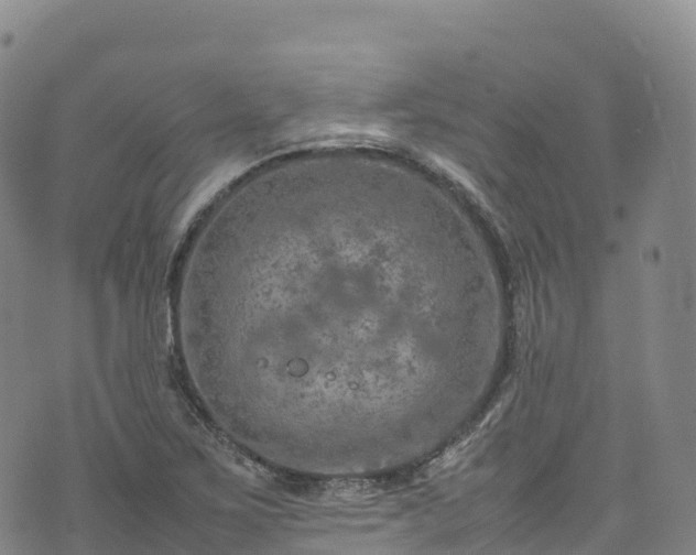 X0000074291267200609011358