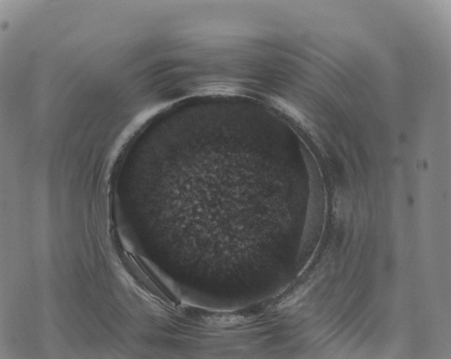 X0000074291323200609011357