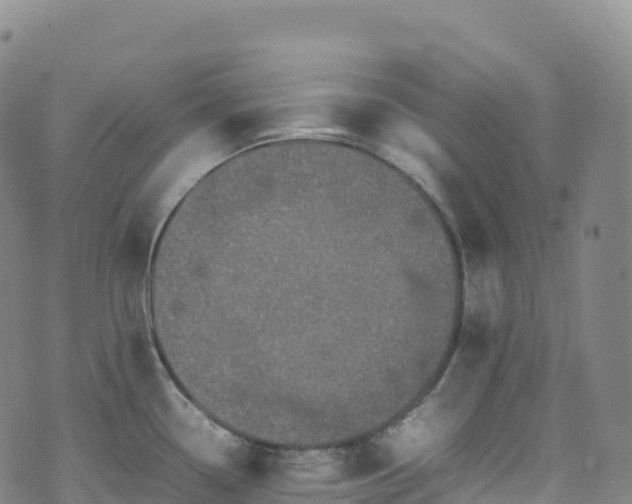 X0000074291338200609011357