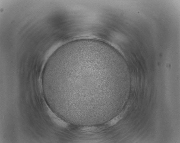 X0000074291466200609011355