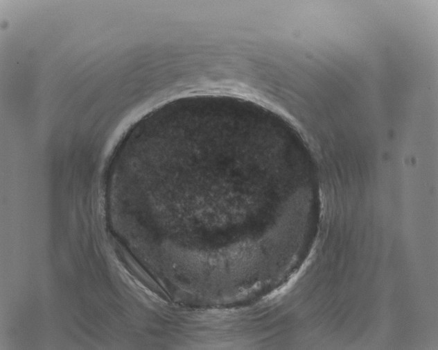 X0000074291506200609011354