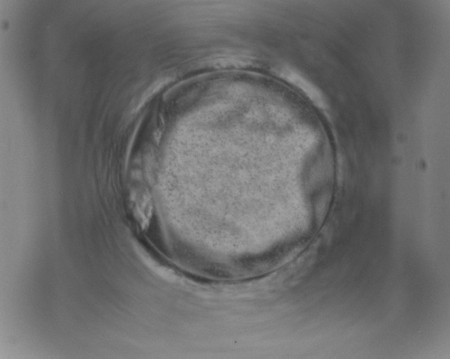 X0000074290009200609081903