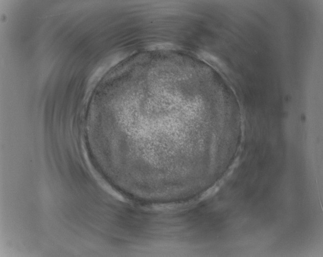 X0000074290049200609081902