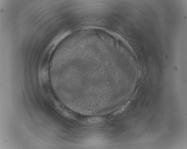 X0000074290050200609081902