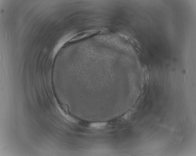 X0000074290051200609081902