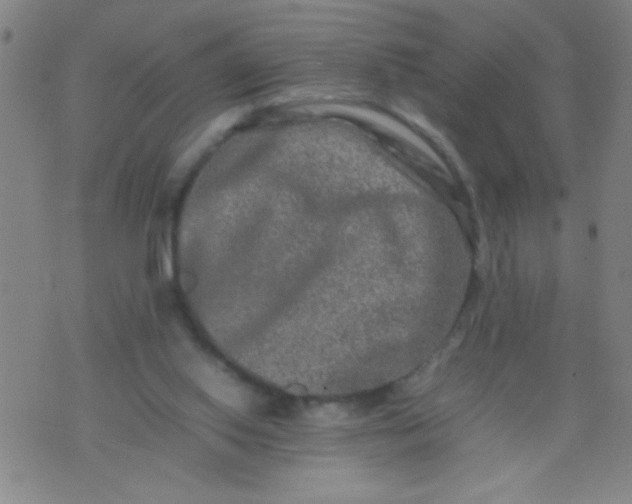 X0000074290062200609081902