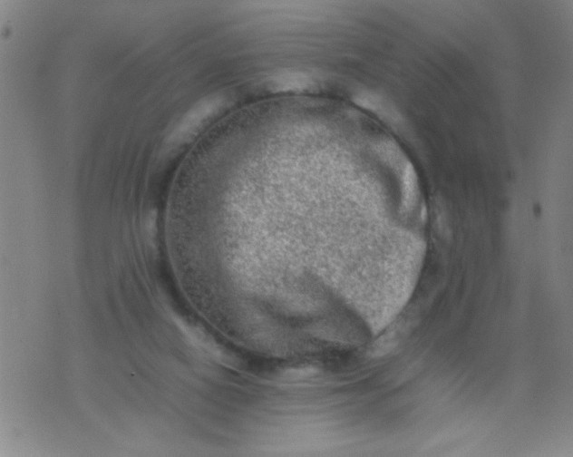 X0000074290066200609081902