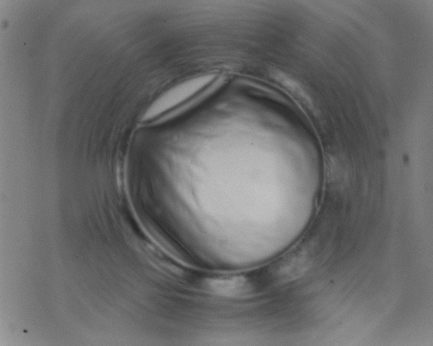 X0000074290069200609081902