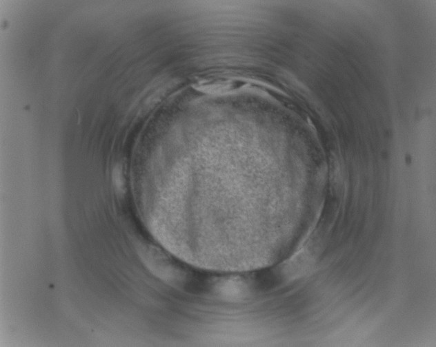 X0000074290074200609081902