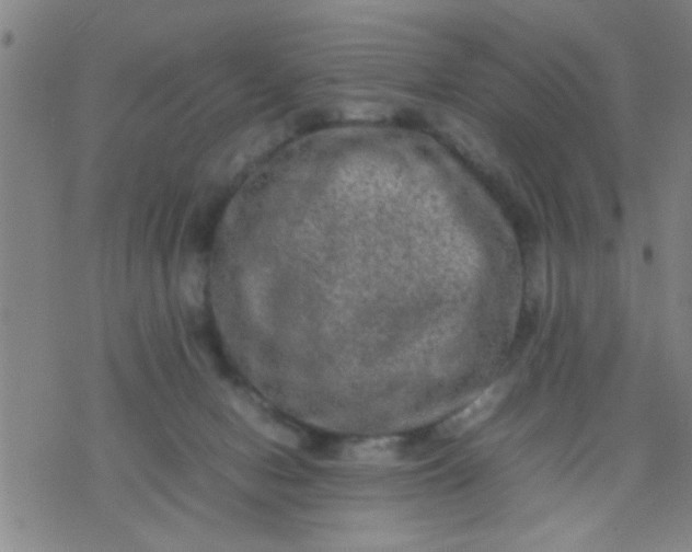 X0000074290078200609081902