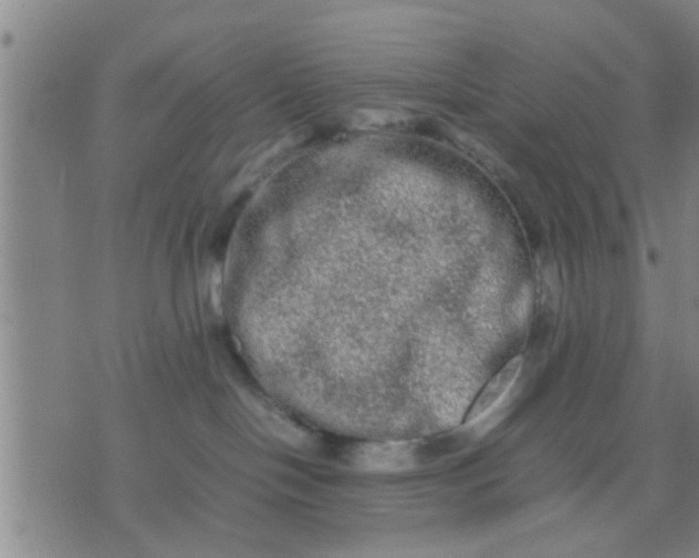 X0000074290094200609081903