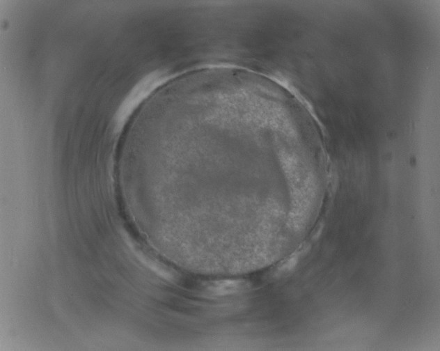 X0000074290151200609081901