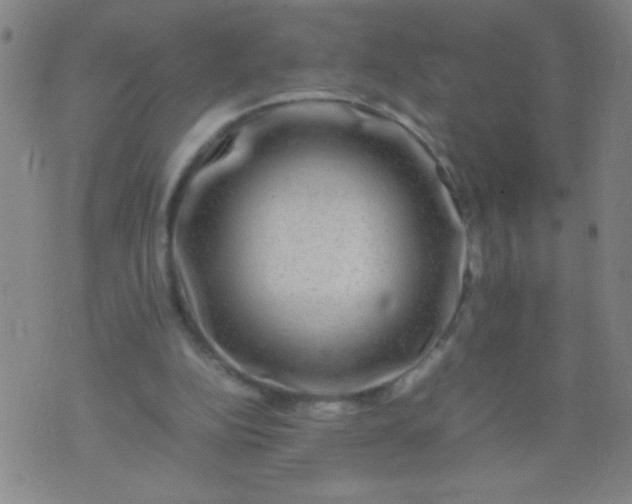 X0000074290152200609081901