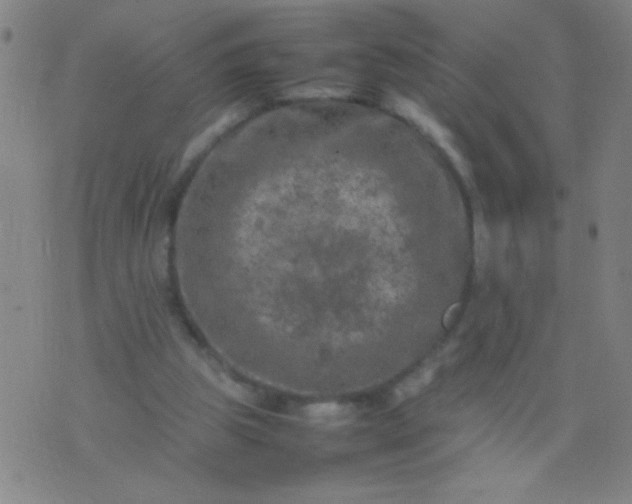 X0000074290153200609081901