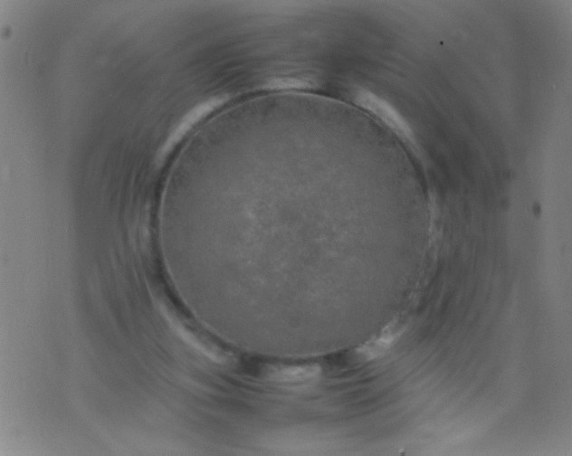 X0000074290155200609081901