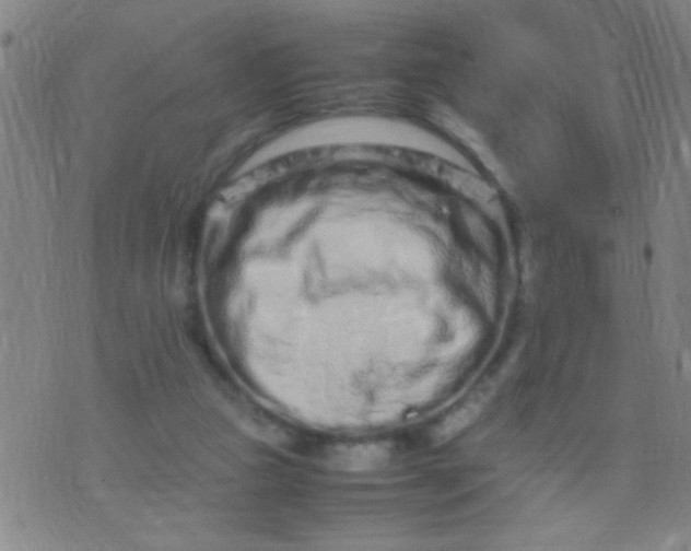 X0000074290161200609081901