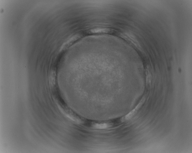 X0000074290171200609081901