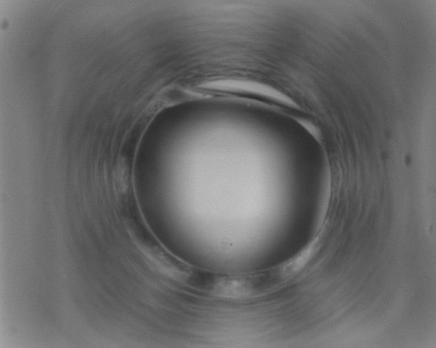 X0000074290174200609081901