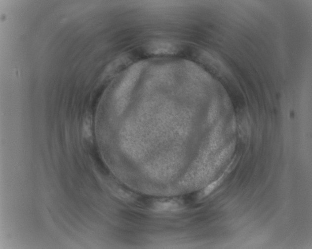 X0000074290175200609081901