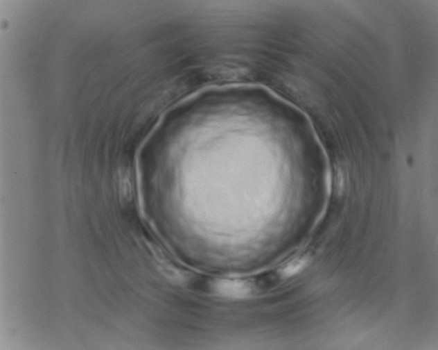 X0000074290177200609081901