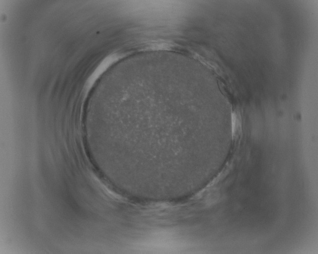 X0000074290195200609081900