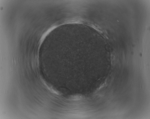 X0000074290200200609081900