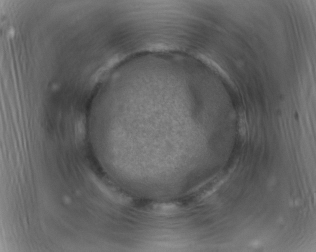 X0000074290208200609081900