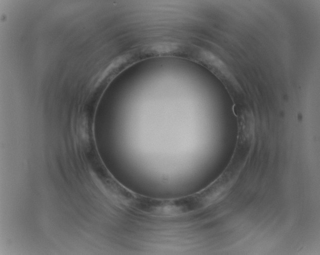 X0000074290212200609081900