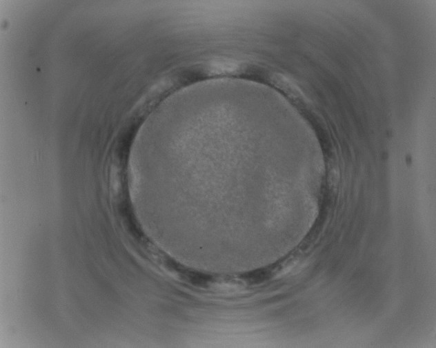 X0000074290215200609081900