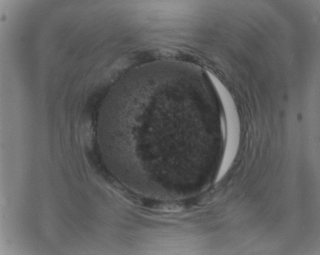 X0000074290223200609081900