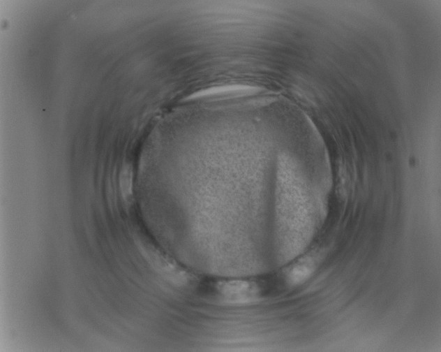 X0000074290230200609081900