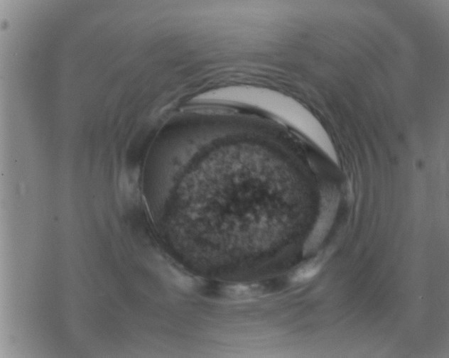 X0000074290239200609081900